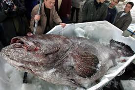 giant fish pictures