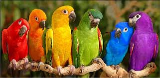 colorful birds photos