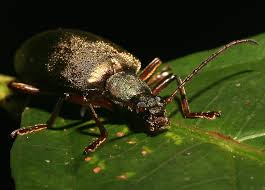 types beetles pictures