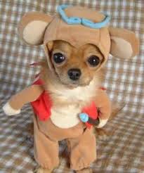 Funny Videos Com