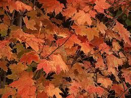 fall leaves