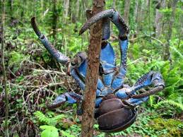 coconut-crab-31