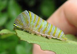 zebra swallowtail caterpillar