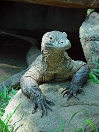 picture komodo dragons