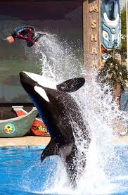 Shamu!