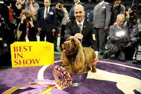 best in show