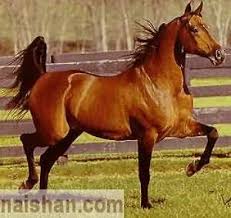حصان اصيل Arabian-horse%2520(98)