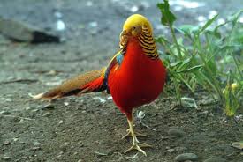 PHEASANTS