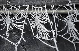 spider webs