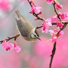 *** ΑΝΟΙΞΗ *** - Σελίδα 3 Bird-at-spring