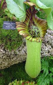 النباتات المفترسة Monkey-cup-pitcher-plant