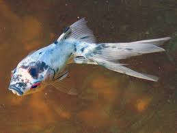fantail goldfish pictures