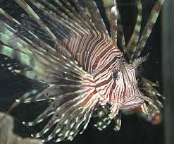 This lionfish will reach a