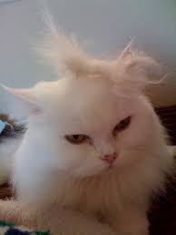 hello kitty cat