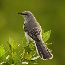 Arkansas State Bird