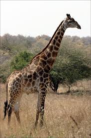 giraffe