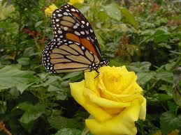 yellow rose pictures