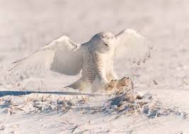 snowy white owl