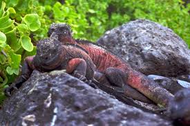 pictures of iguanas