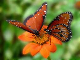 queen butterfly pictures