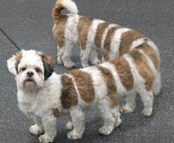 funny dogs