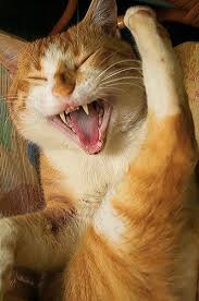 دردشة وفرفشة Laughing-cat