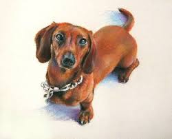 sausage dog