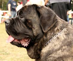 mastiff dogs