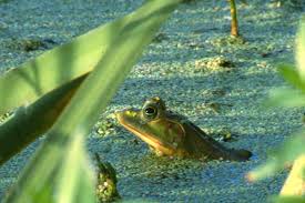 large frogs