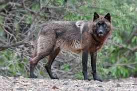 beautiful wolf images