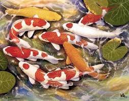 koi gold fish