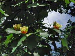 pictures tulip trees