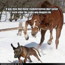 funny horses