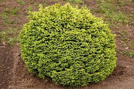 coniferous trees pictures