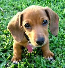 Dachshunds may be slightly