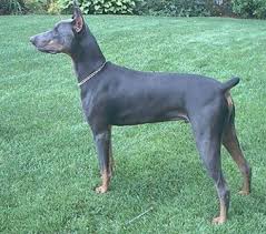 blue doberman