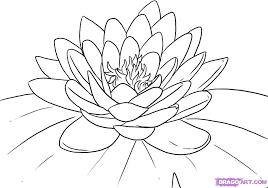 water lily lotus flower