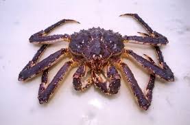 king crab pictures