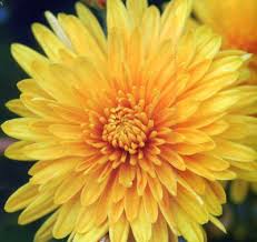 chrysanthemum flower pictures