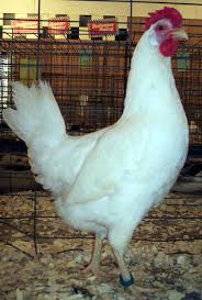hen