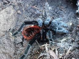 mexican red rump tarantula