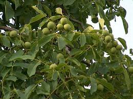 درخت گردو تصوير با اندازه اصلي