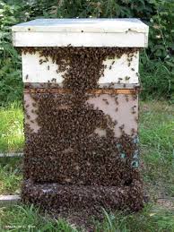 honey bees