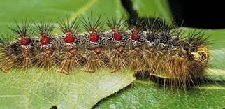 gypsy moth caterpillar pictures