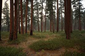 ponderosa pine forest