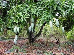 mango tree