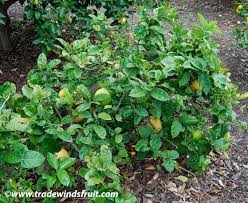 citrus lemon tree