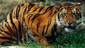 bengal tiger photos