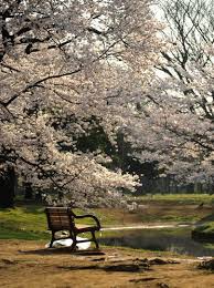 japanese flowering cherry