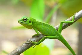 green lizard pictures